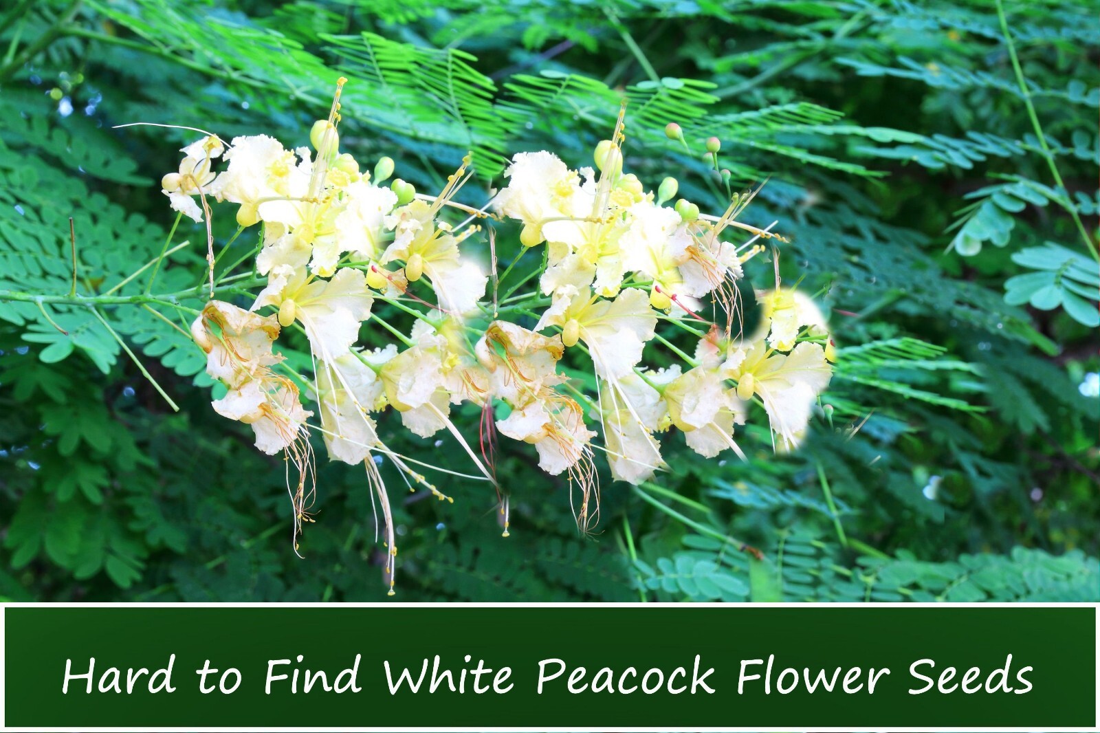 Tropical Seeds -White Peacock Flower- 5 Seeds-Caesalpinia
