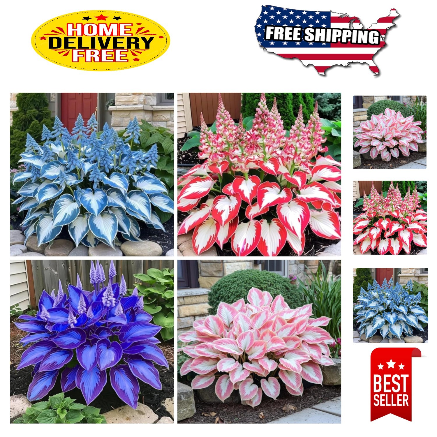 200+ Heart-Shaped Hosta Seeds – Attracts Pollinators, Perfect for Any Garden
