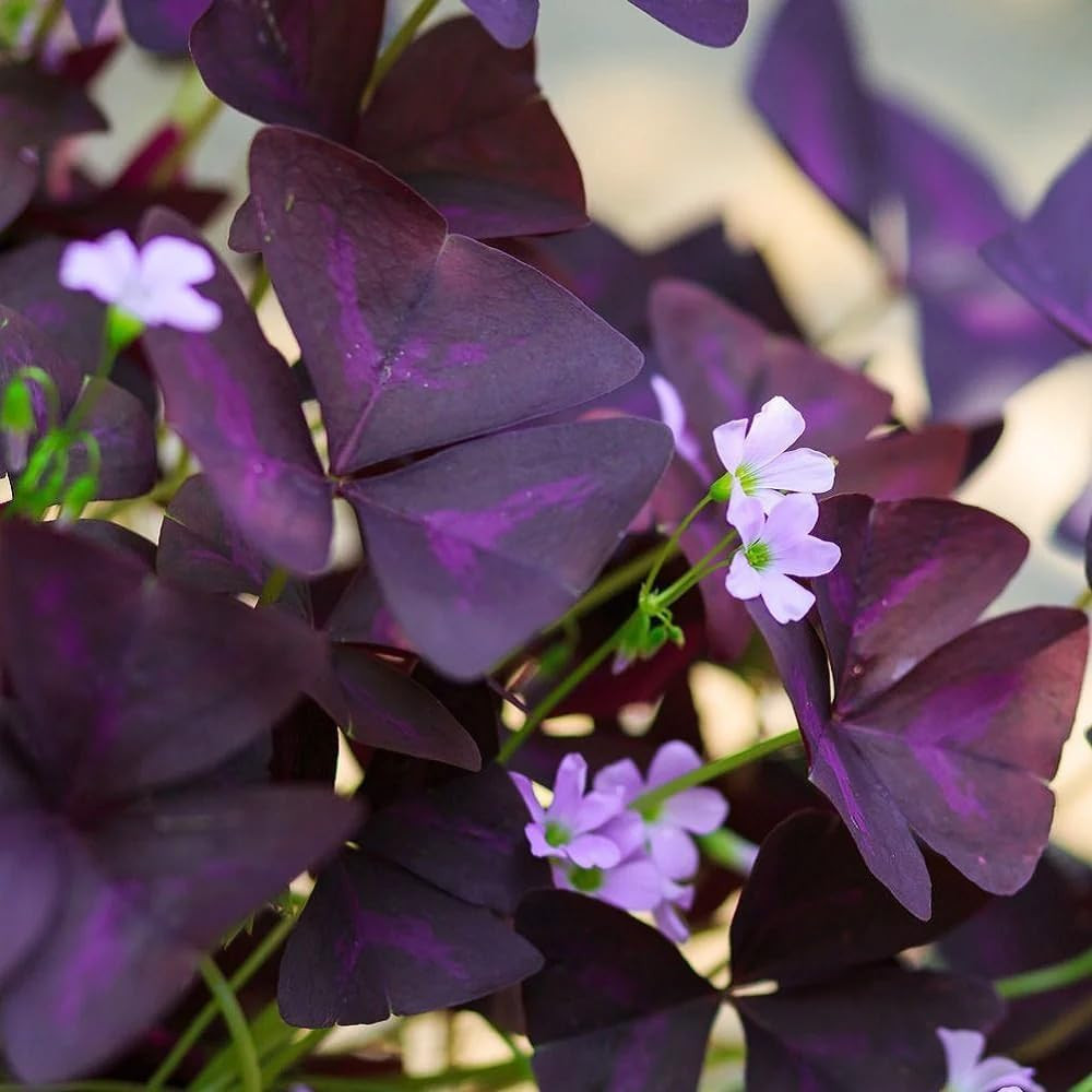 12+ Purple Oxalis Triangularis Bulb Flowers for Planting Indoors or Outdoors-Sha