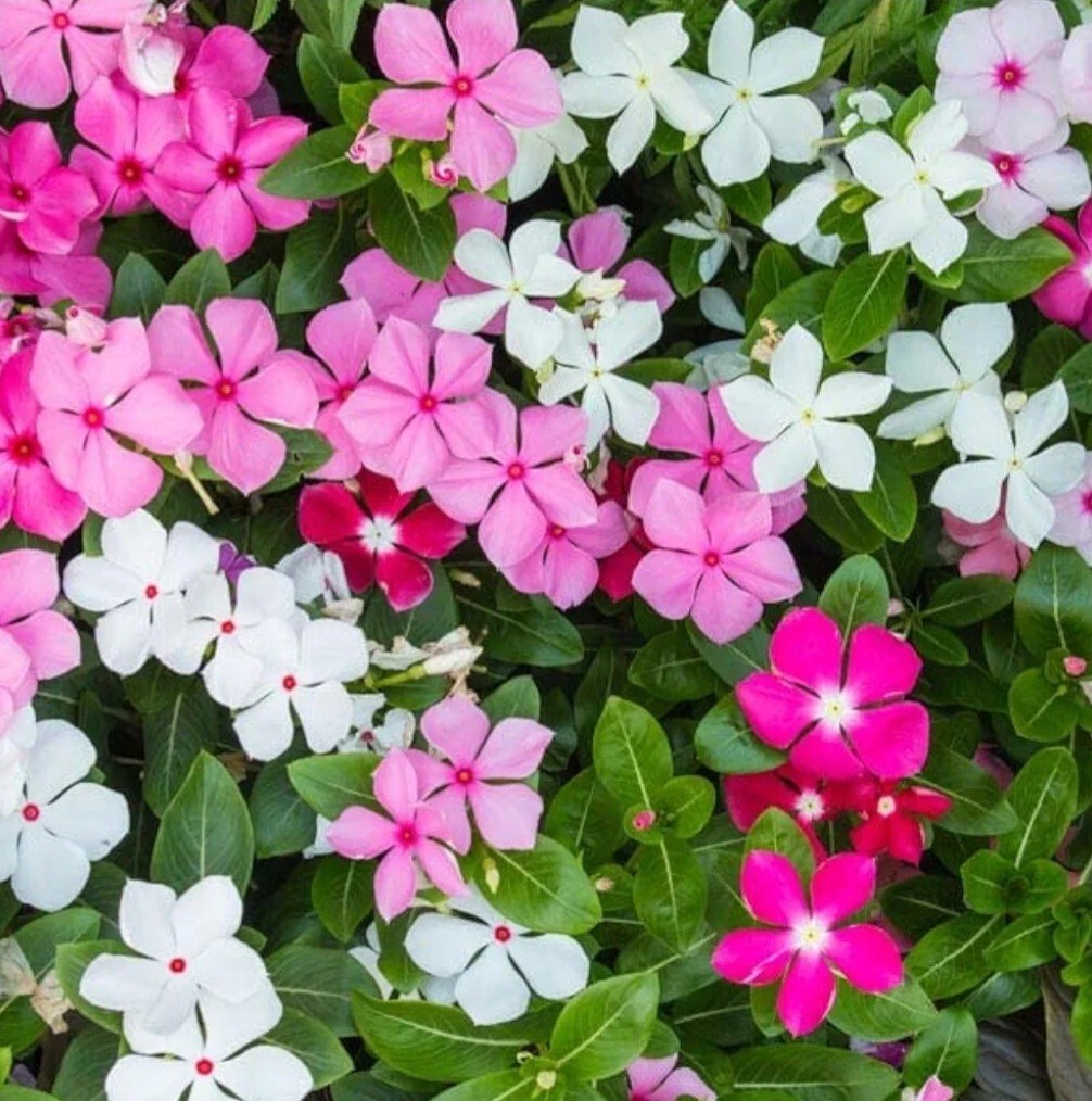 1200 Periwinkle Seeds Madagascar Mix Perennial Flowers – Catharanthus roseus