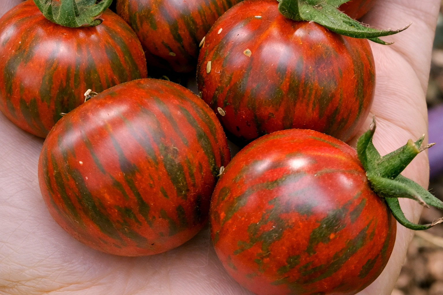 100 Heirloom Black Zebra Cherry Tomato Seeds – 3-4oz Dark Striped Indeterminate