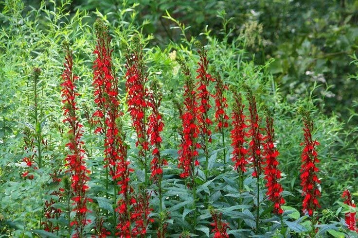 Lobelia cardinalis | Cardinal Flower | 1000_Seeds
