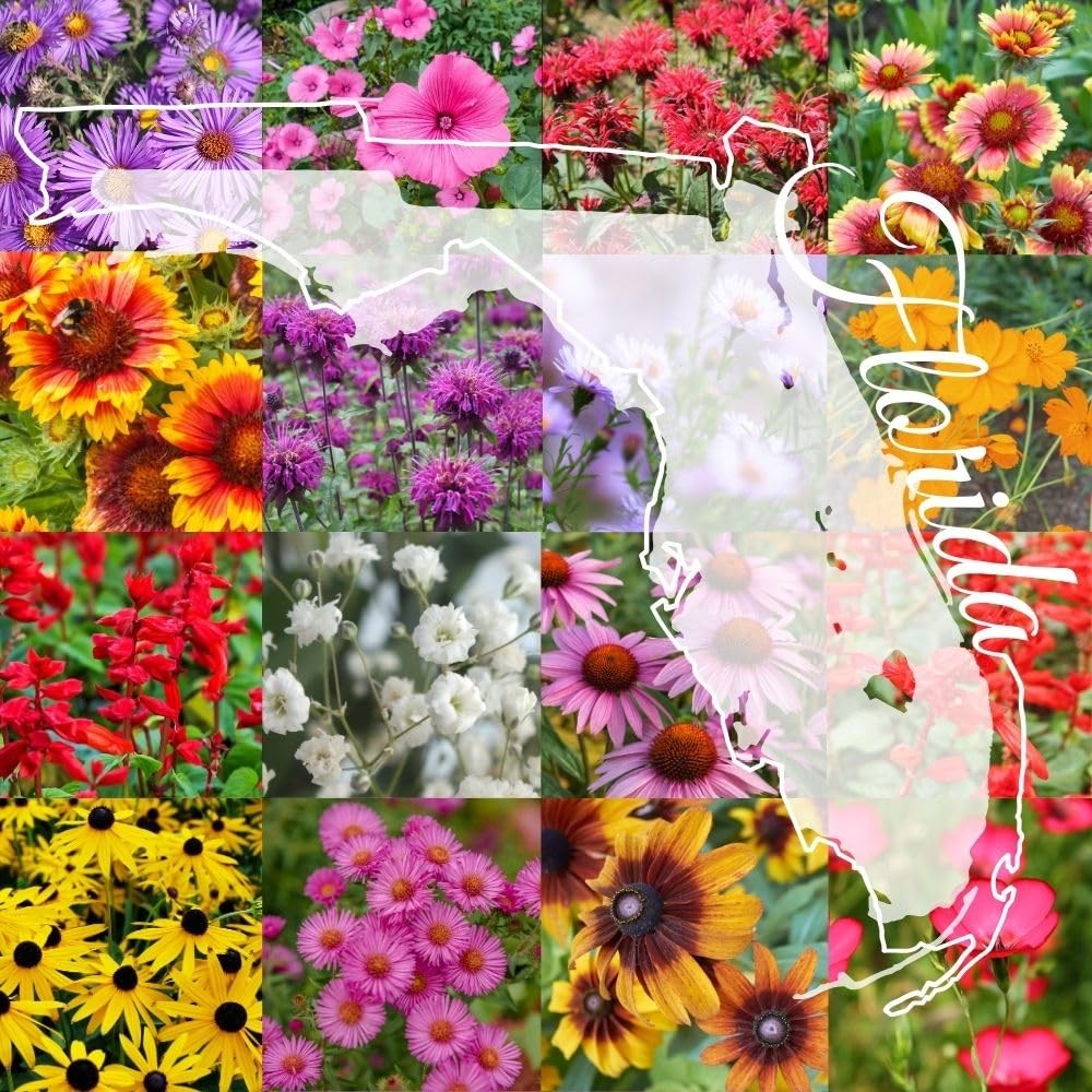 Northern Florida Bulk Perennial Wildflower Mix 1lb Covers 2,000sq-ft – Attrac…
