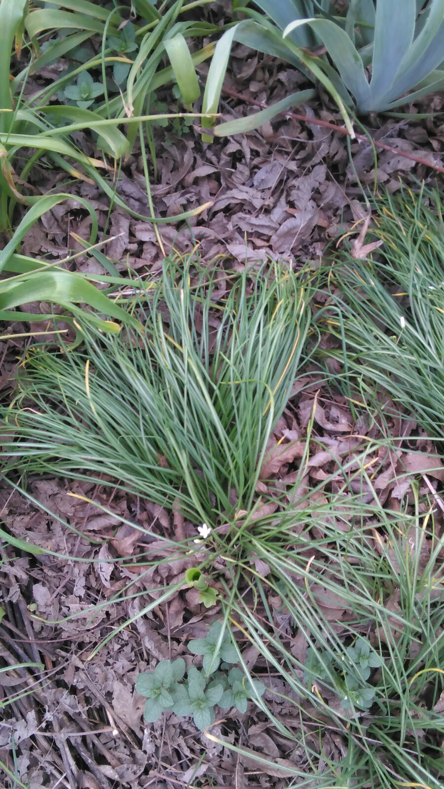5 Star of Bethlehem (Ornithogalium umbellatum) Bulbs- Fresh & Ready To Plant