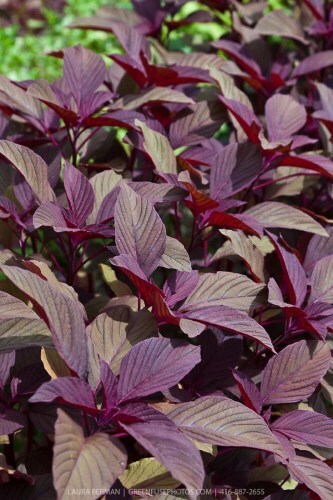 Deep Red Amaranth HEIRLOOM 500+ seeds Premium Strain 100% Organic Grown in USA