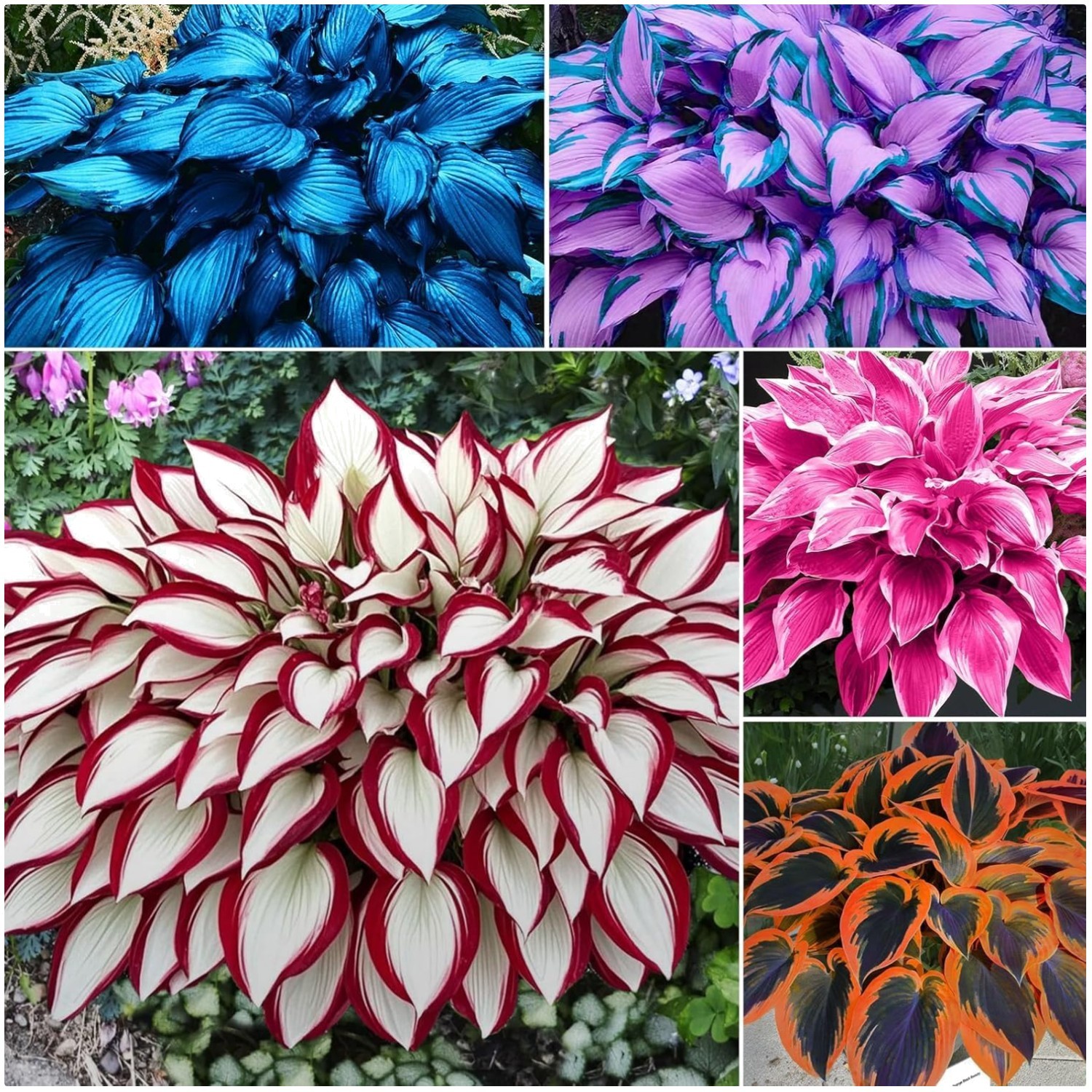 100 Hosta Plant Seeds – Vibrant Mixed Foliage for Low Maintenance Shade Gardens