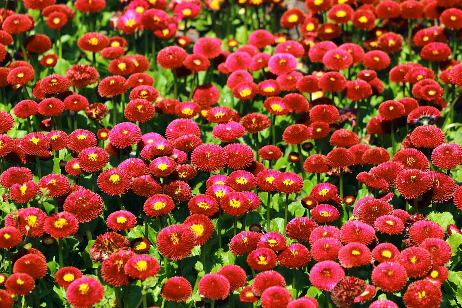 100 RED ENGLISH DAISY Bellis Perennis Flower Seeds *Flat S/H