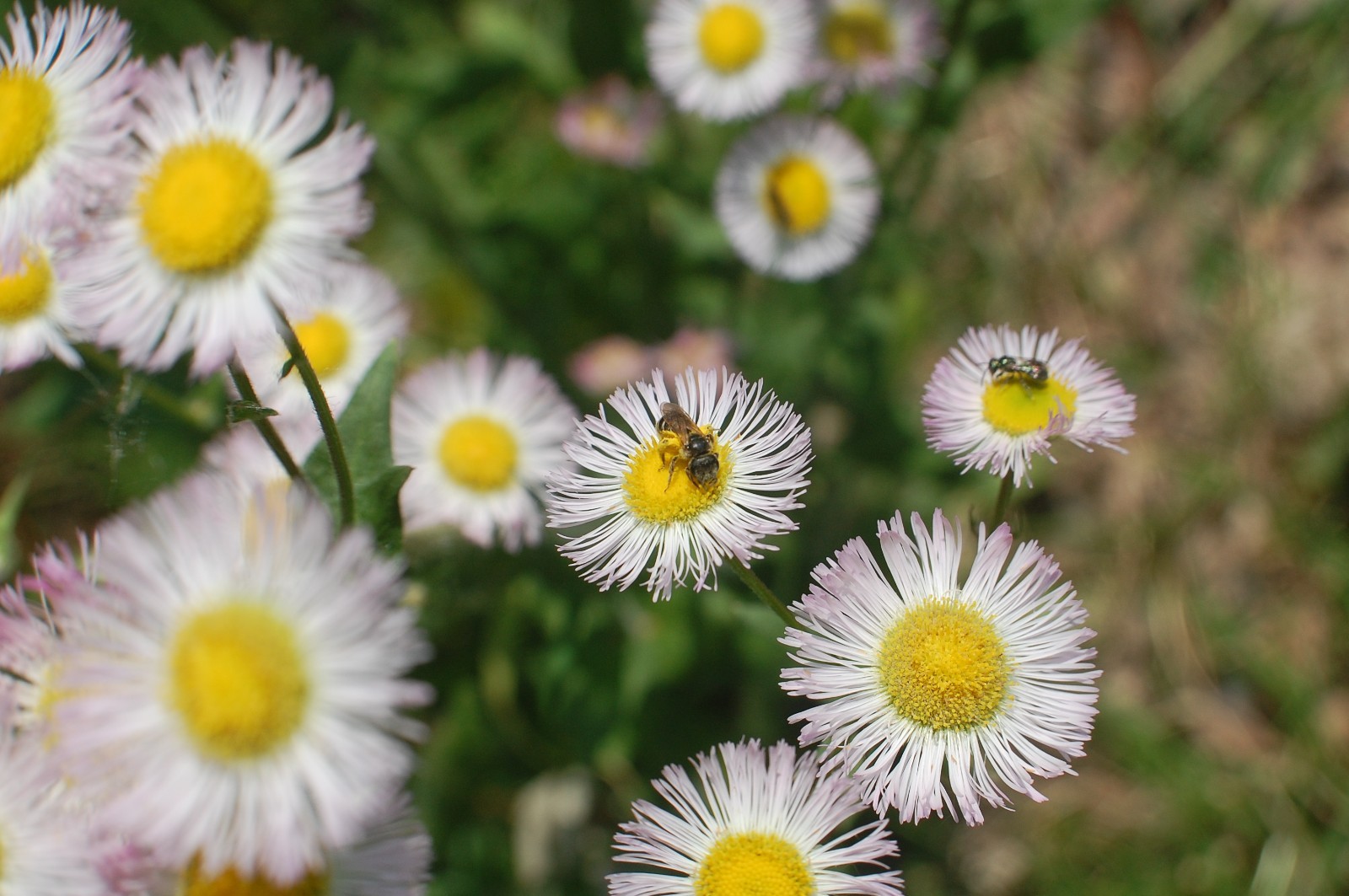 1/4 TSP + PHILADELPHIA FLEABANE DAISY SEEDS/Erigeron philadelphicus/NATIVE US