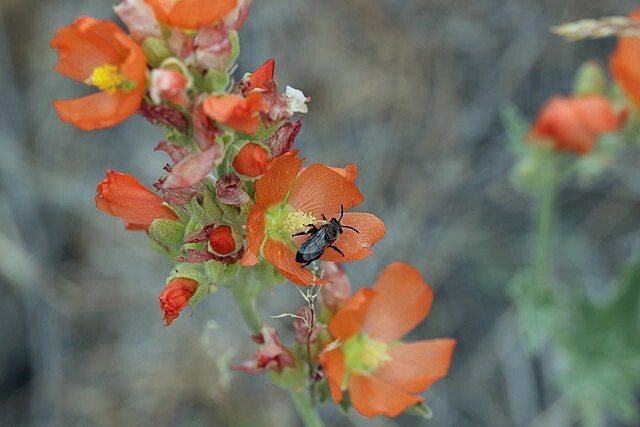 Sphaeralcea munroana | Munro’s Globemallow | 20 Seeds