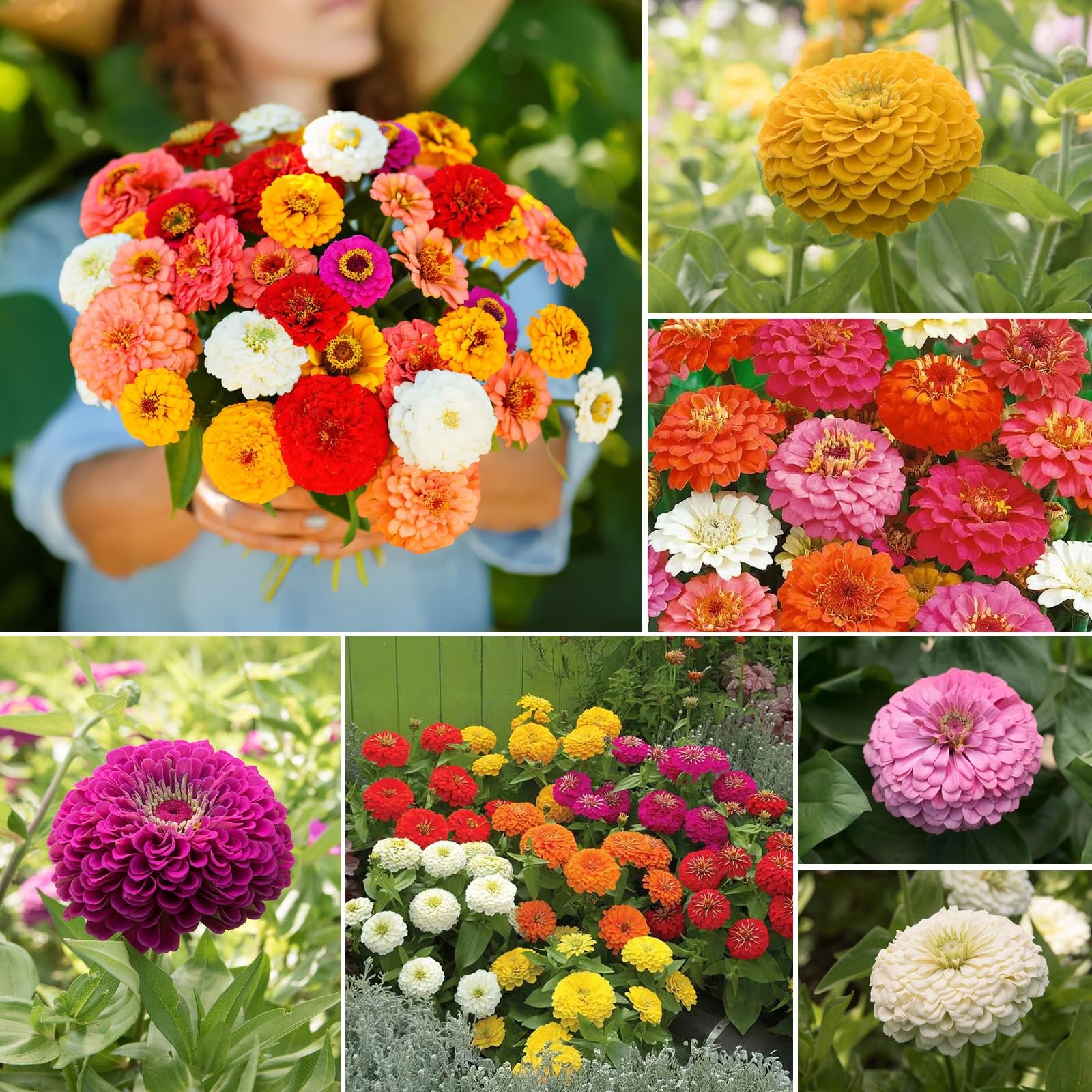 1oz Bulk Flower Seeds Over 3,000 Seeds 5 Varieties Mixed Colors Open Pollinated