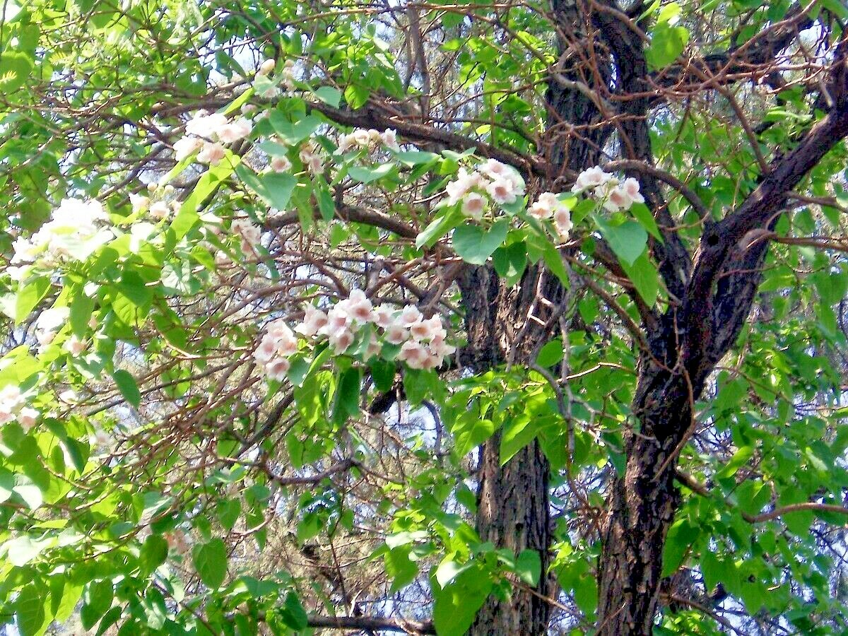 20 FORTUNE’S EMPRESS TREE SEEDS – Paulownia fortunei
