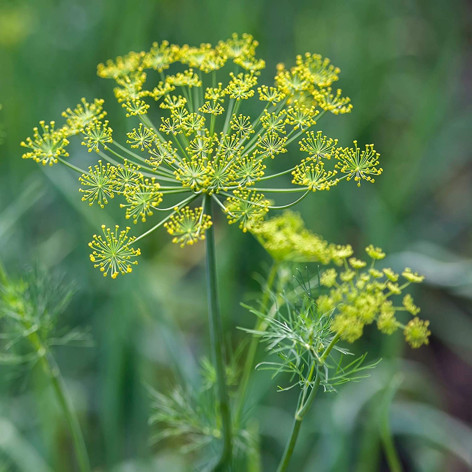 Herb DILL Culinary Black Swallowtail Butterfly Host Plant Non-GMO 500 Seeds!