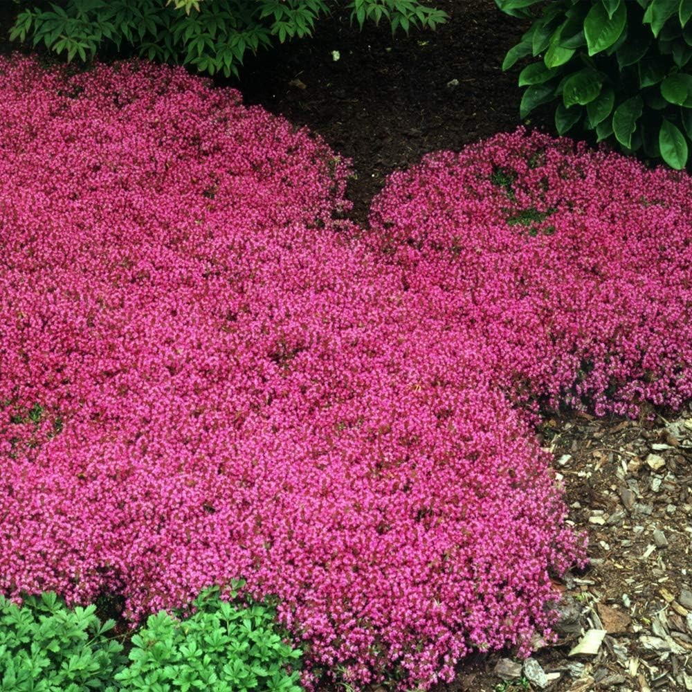 Magic Carpet Creeping Thyme Seeds – 500 PCS, Pink Flowers for Pollinator Gardens