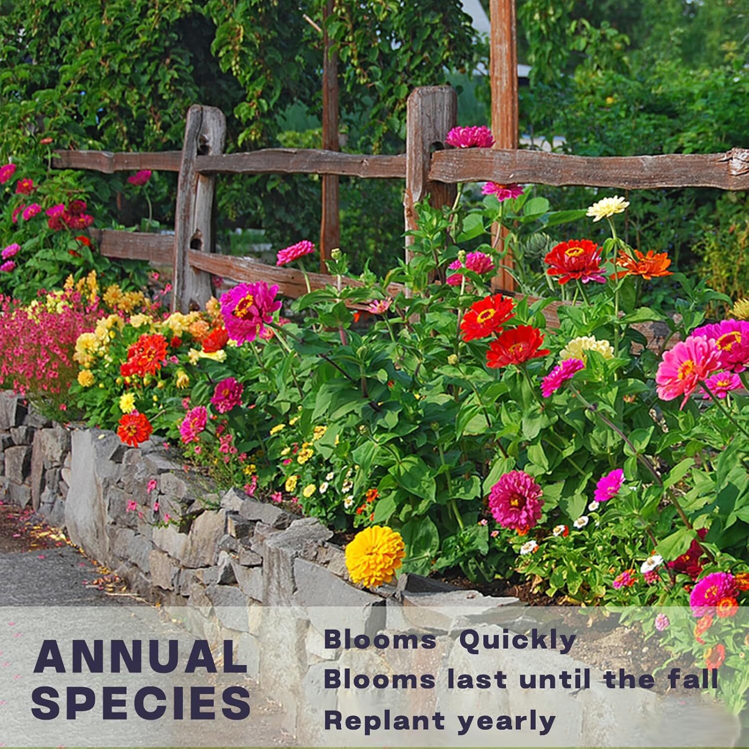 5000+ Zinnia Seeds Bulk Mixed Colors Giant Blooms for 2025 Garden Planting