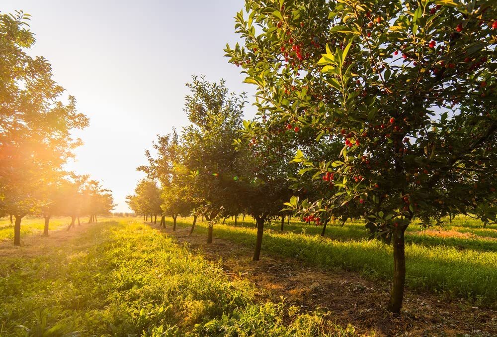 20 Sweet Cherry Tree Seeds for Planting Prunus avium