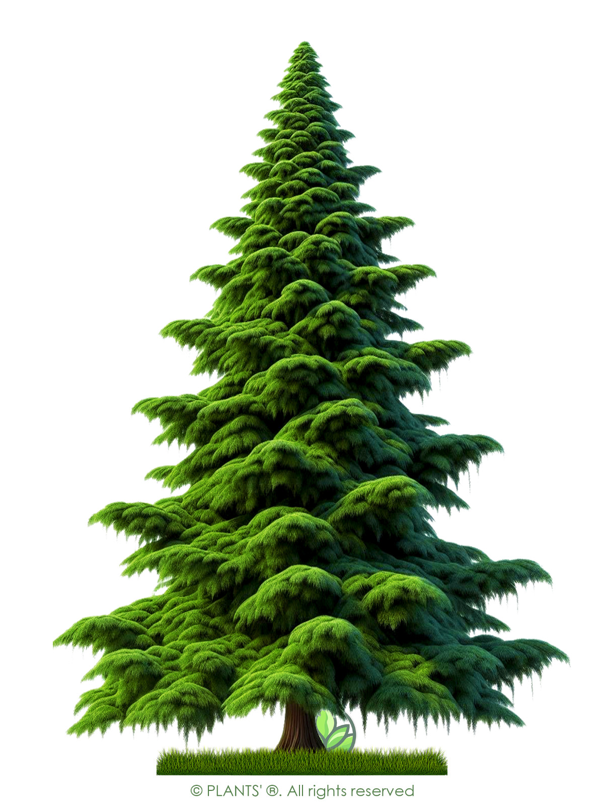 Lawson’s Cypress Tree | Premium Seeds | Chamaecyparis lawsoniana | Plants’®