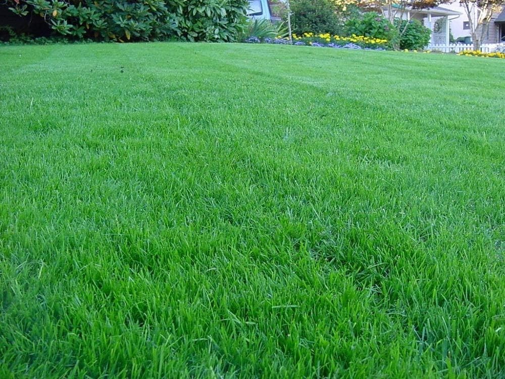 Dense Kentucky Bluegrass Seed, Ideal for High Traffic Lawns and Bare Feet