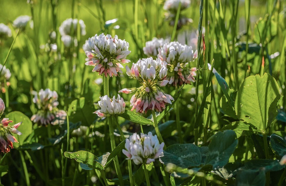 15200+ White Dutch Clover Seeds, Heirloom, Garden FRESH Perennial Flower seeds