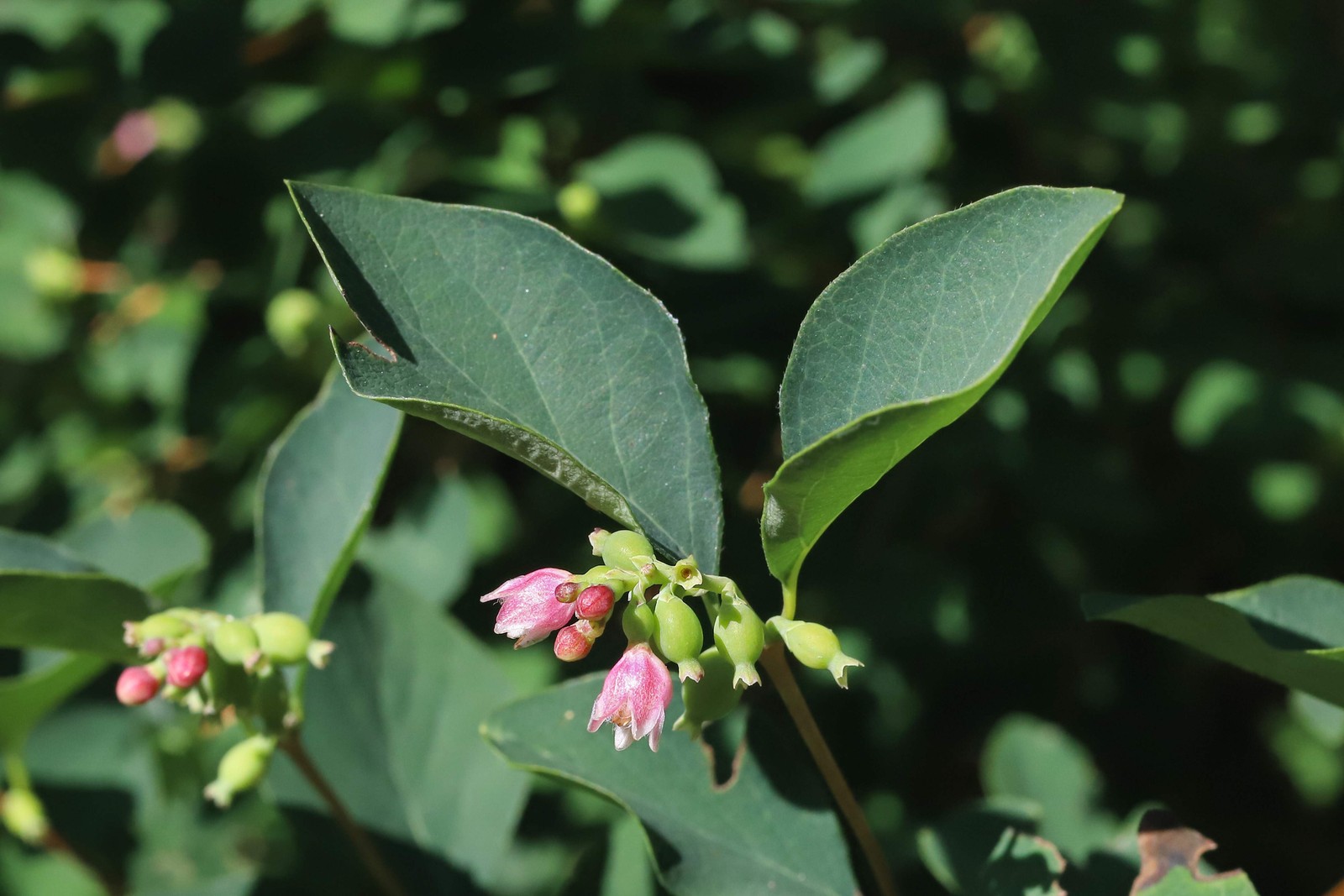 10 Dwarf CREEPING SNOWBERRY Shrub White Pink Flower Symphoricarpos Mollis Seeds