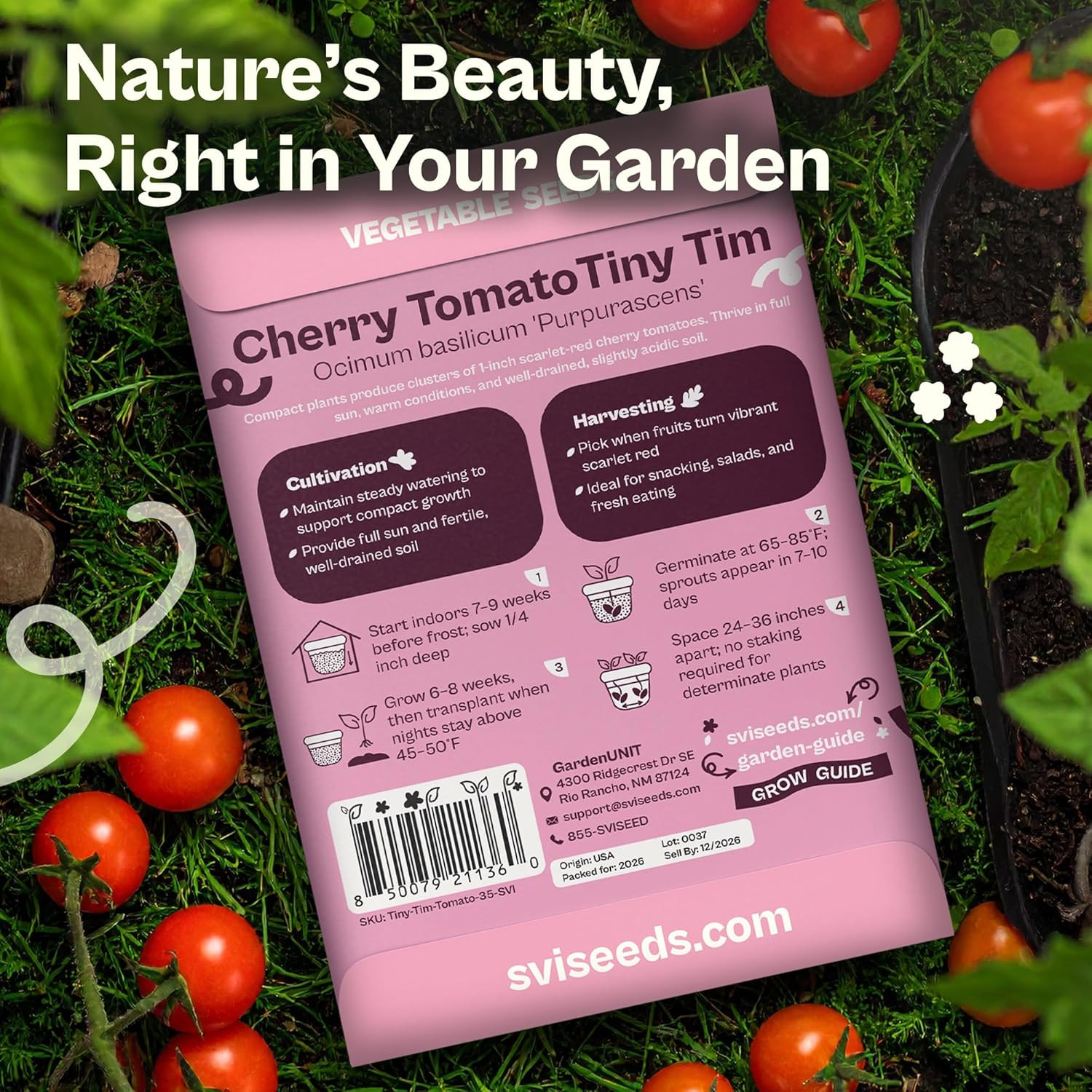 35 Cherry Tiny Tim Tomato Seeds (Solanum Lycoperscium) – Dwarf Cherry Tomato See