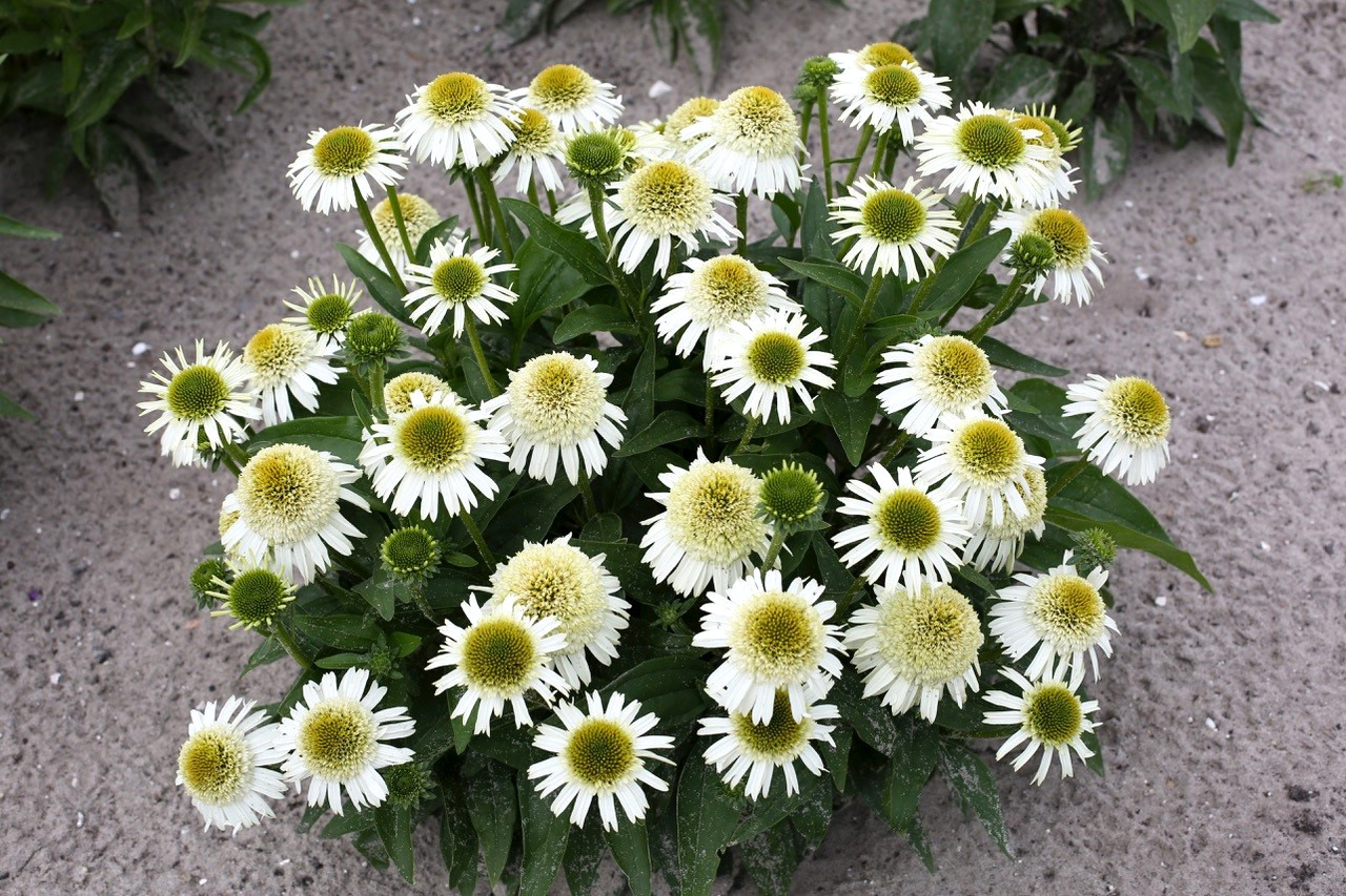 Delicious Creamy White Nougat Coneflower 30 seeds~The Brooklyn Botanical Gardens
