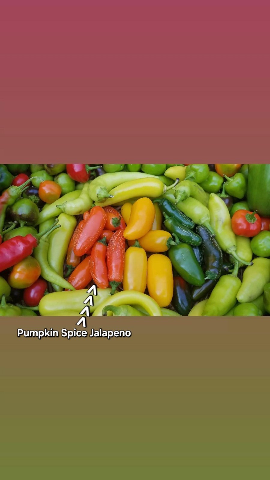 Pumpkin Spice Jalapeno 10 Organic Seeds *Free Shipping*