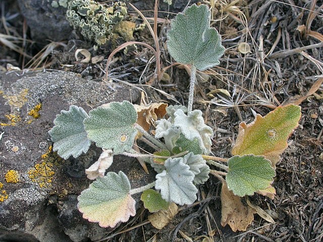 Sphaeralcea munroana | Munro’s Globemallow | 20 Seeds