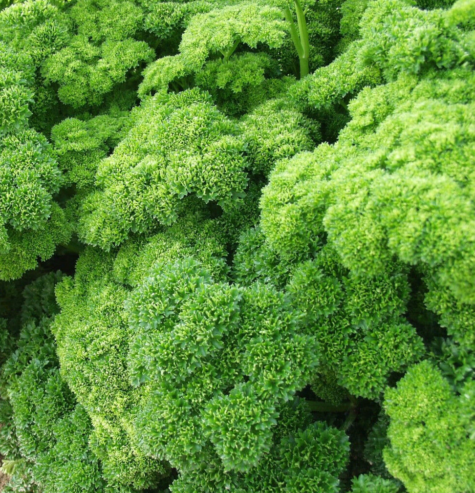 Triple Moss Curled Parsley Seeds | For Planting Curly Leaf Herb Garden Seed 2024