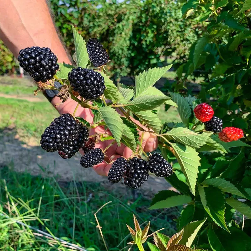 100+ Giant Thornless Blackberry Seeds Fruit Vegetable Seed Home Garden Plant