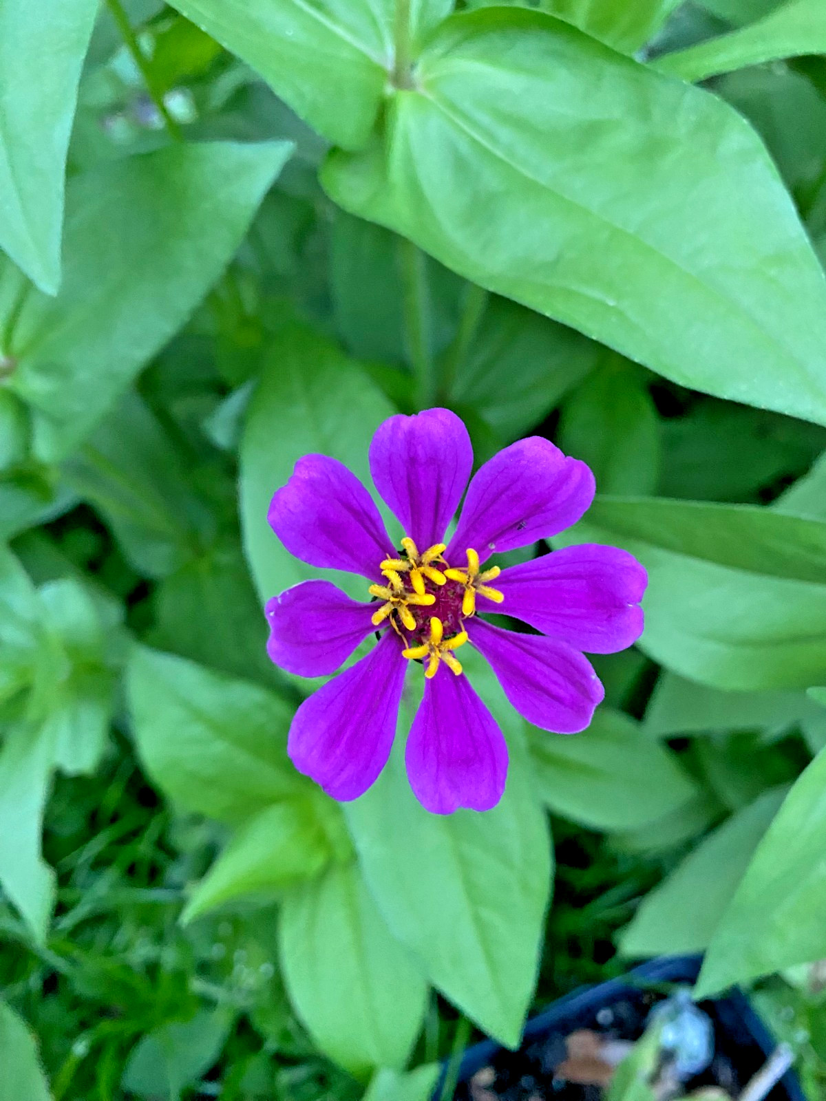 Multi Color Zinnia Seeds 100+ Count | Single Semi Double Dahlia Petal Mix