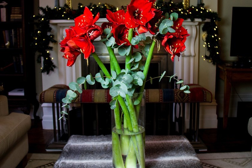 1 RED AMARYLLIS **Multiple blooms per bulb **Holiday / Christmas flowers