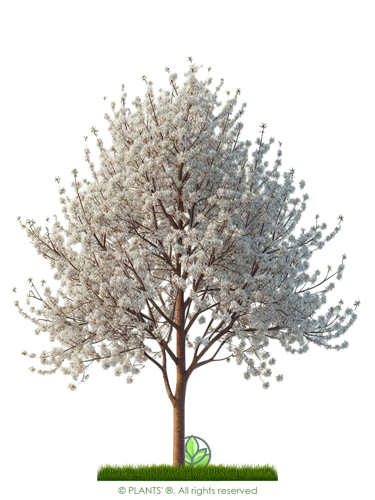Fire Cherry Tree | Premium Seeds | Prunus pensylvanica ‘Spring’ | Plants’®