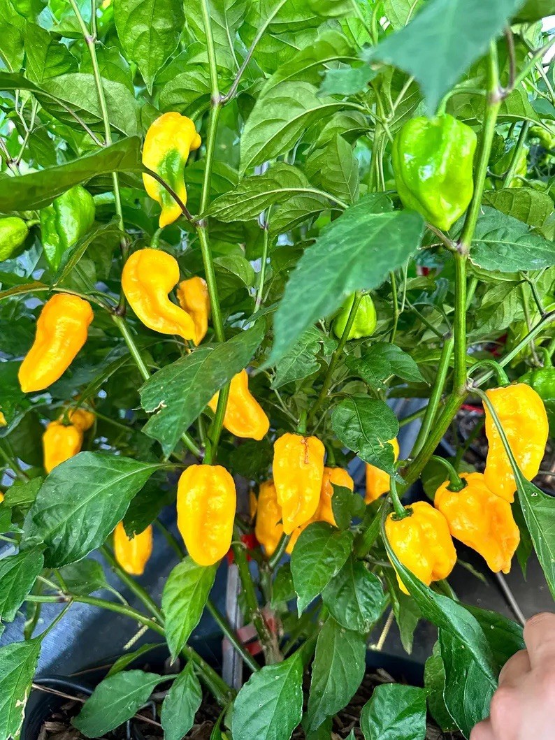 Lucifer Lemon Pepper Seeds