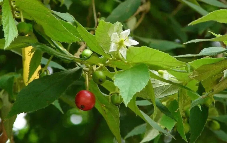Jamaican Cherry aka Strawberry Tree Muntingia calabura ~ Rooted Starter Plant