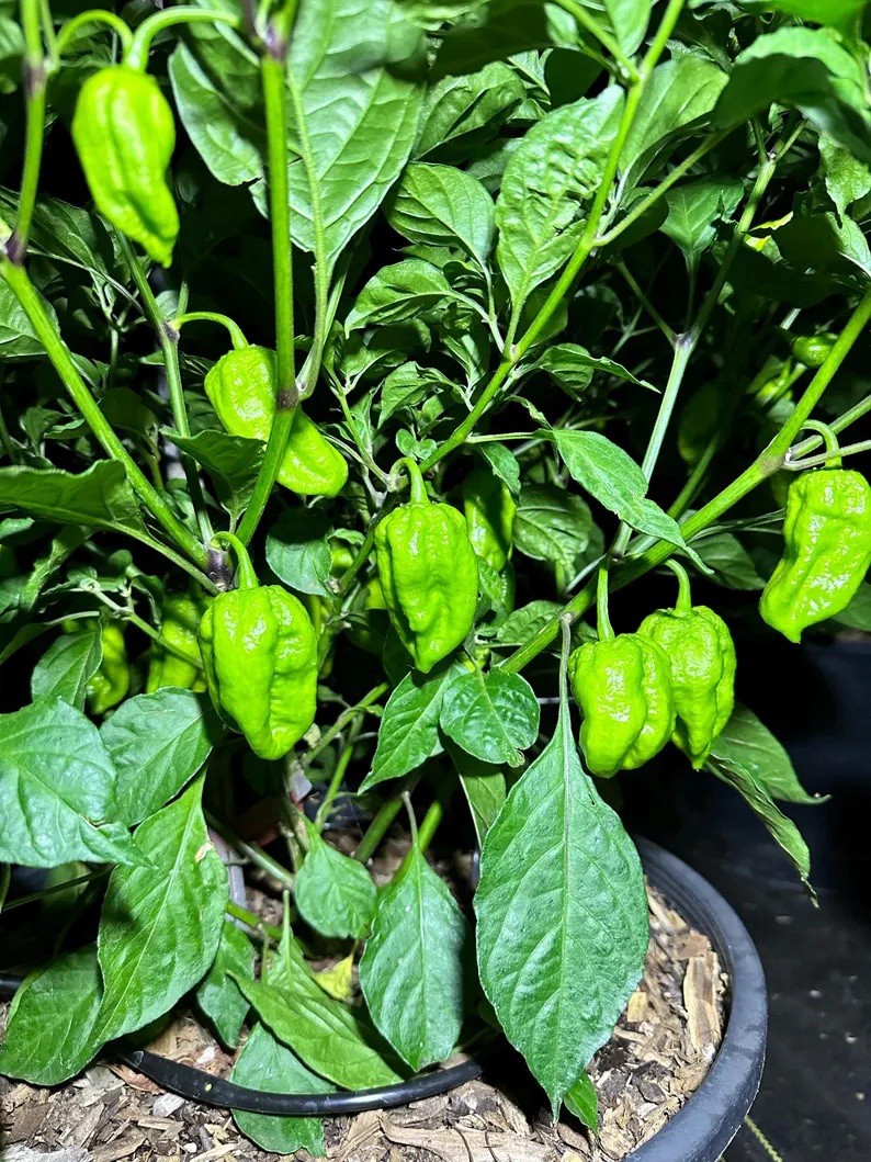 Lucifer Lemon Pepper Seeds