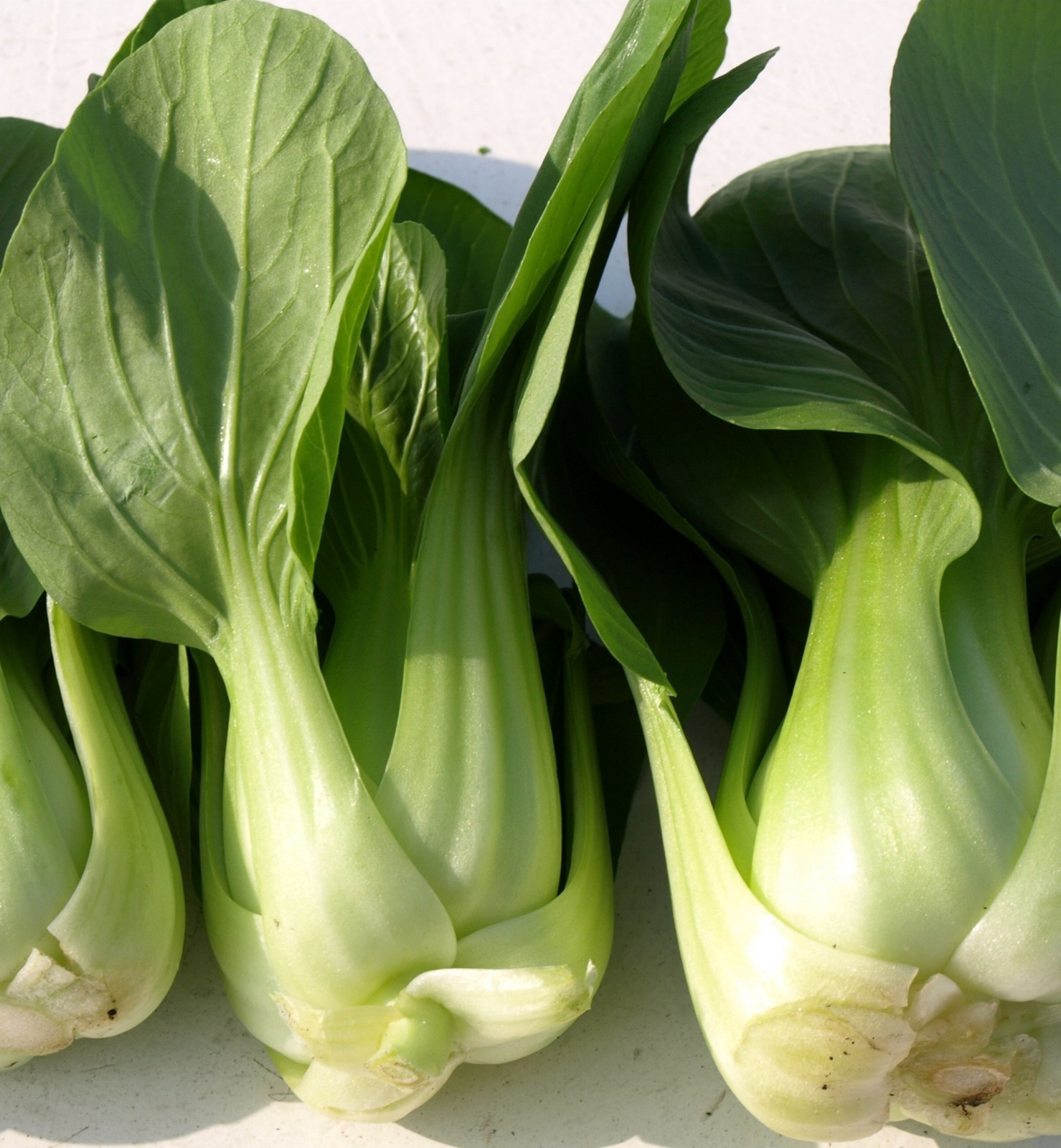 Canton Pak Choi- Heirloom Variety- 500+ ’18 Seeds- Chinese Cabbage- Bok Choy