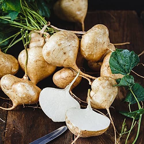 200+ Seed Sweet Jicama for Planting Organic for Planting in Your Home
