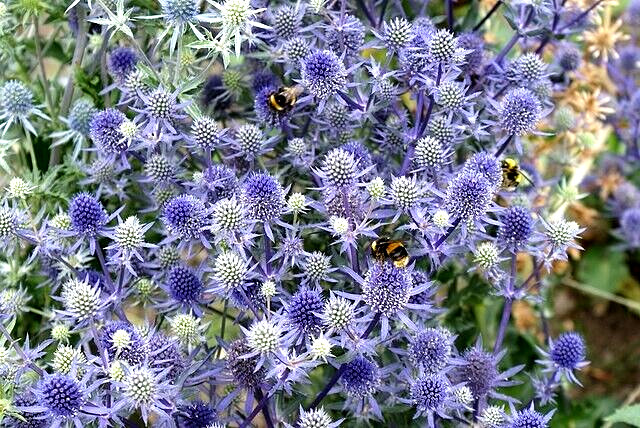 SEA HOLLY 100 SEEDS, ERYNGIUM, METALIC BLUE FLOWERS, mariesgreengarden
