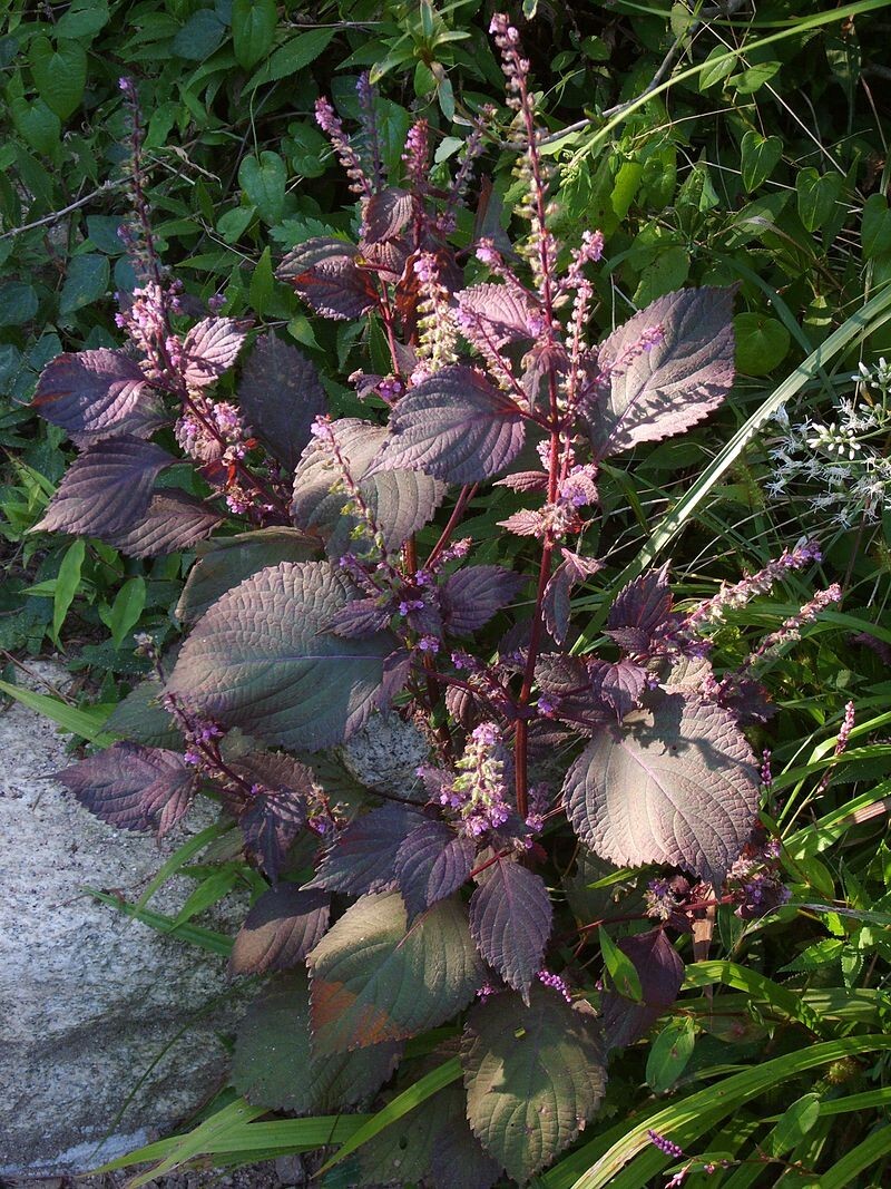 Shiso Green or Red (Perilla frutescens) – organically grown seeds/ non GMO