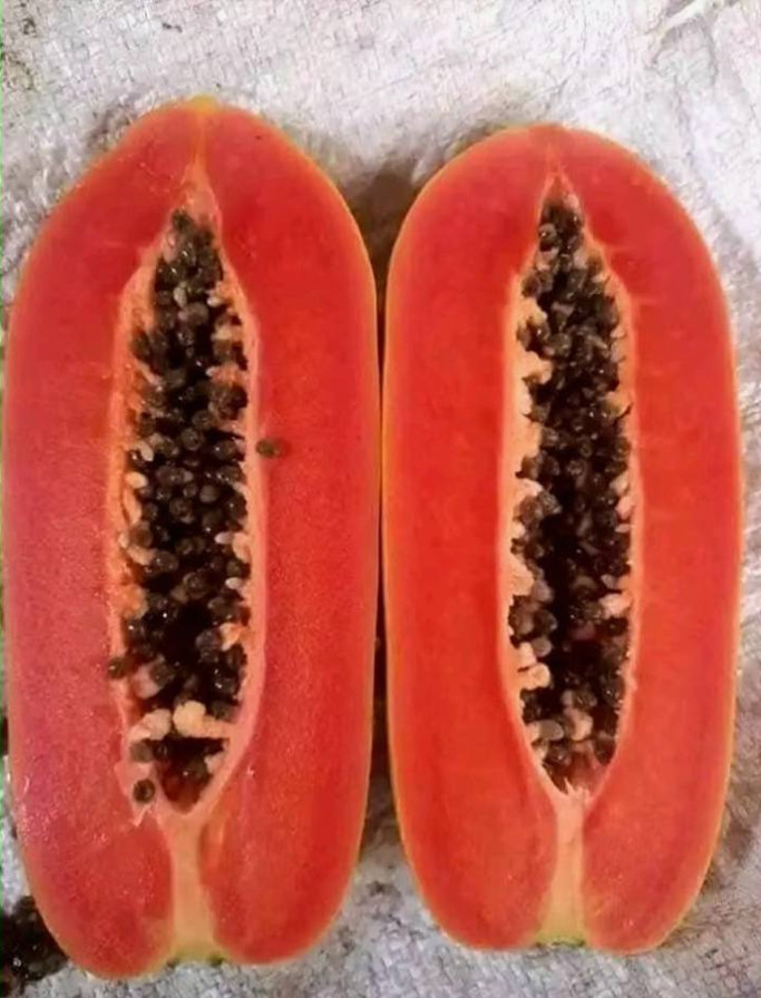 Carica Papaya 20 Seeds, Tropical Papaya Fruit Tree