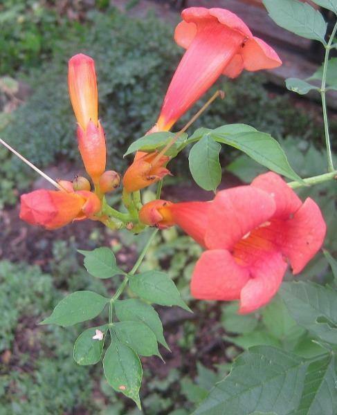 Campsis radicans Flamenco | Hummingbird vine | Trumpet Creeper | 100 Seeds