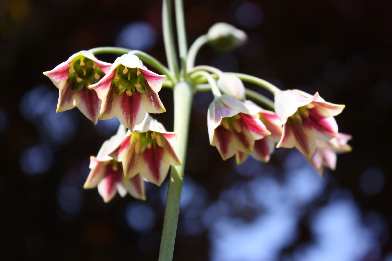 50 ALLIUM SICULUM Seeds (Honey Garlic) | NON-GMO | Free shipping | Annual