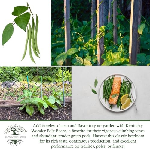 Kentucky Wonder Pole Bean Seeds (Phaseolus vulgaris) – 30+ Non-GMO Heirloom