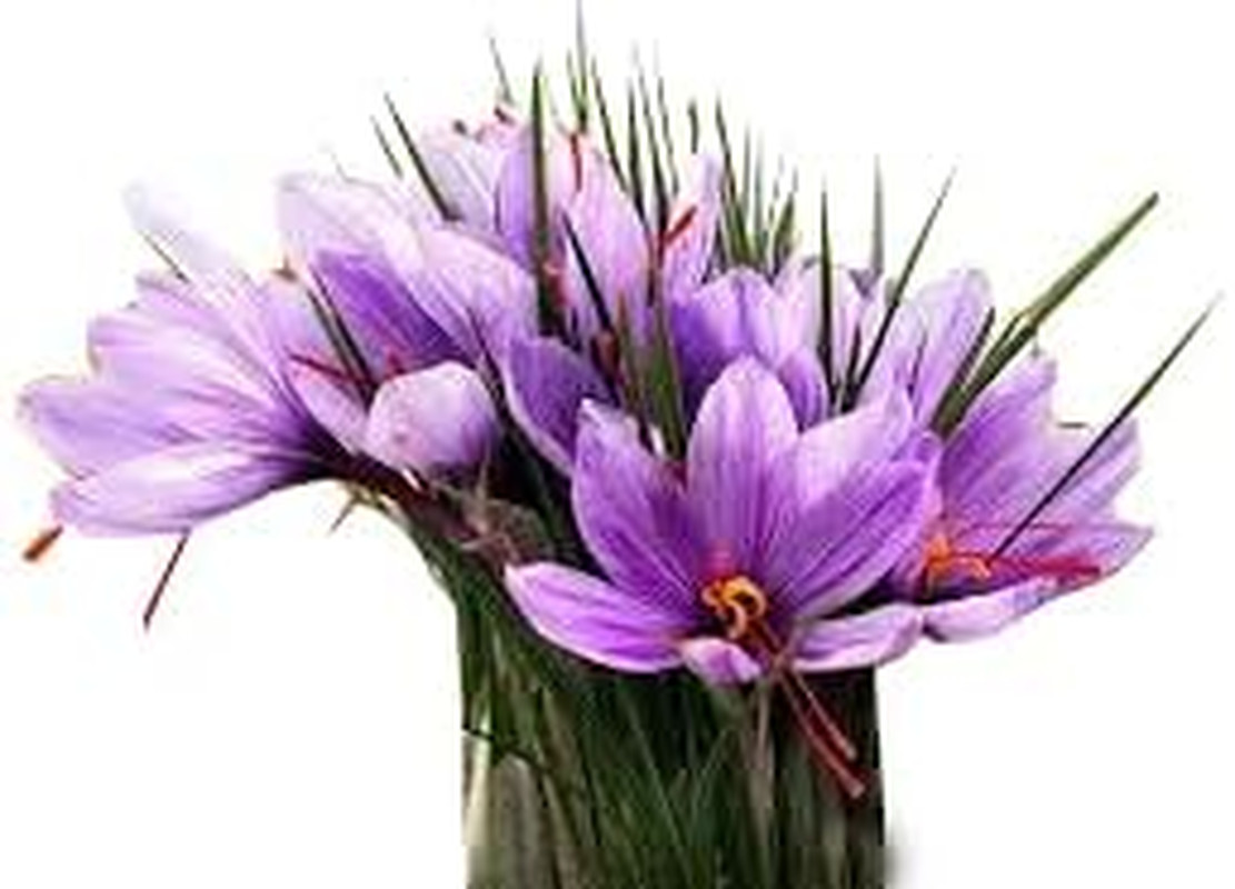 20 Large Saffron Crocus Sativus Corms for Planting – Premium Saffron Crocus Bulb