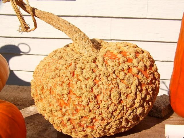 10+ Pumpkin Seeds — Galeaux d Deysines —— VERY SWEET —– French Heirloom