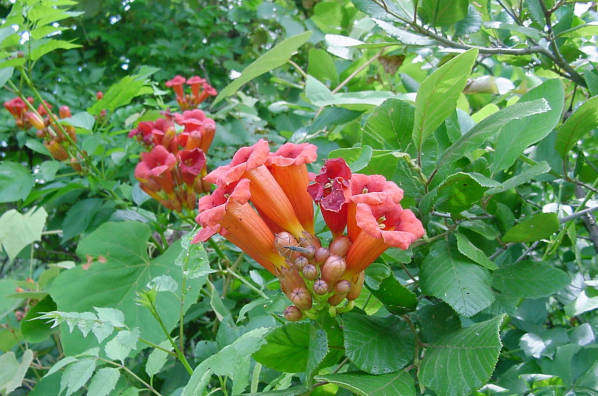 Trumpet Creeper, Campsis radicans, Vine Seeds (Fast, Showy, Hummingbirds, Hardy)