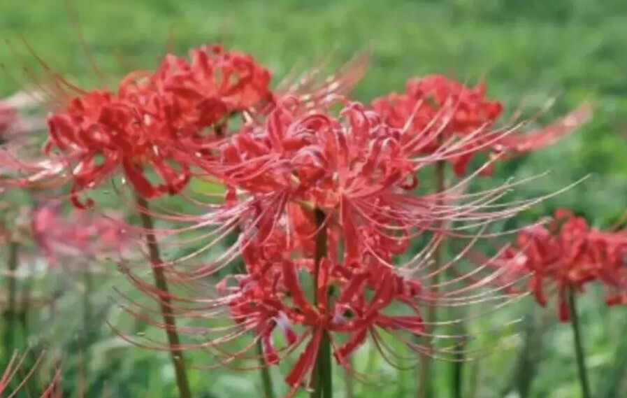 2 Large Red Heirloom Spider Lily Bulbs (Lycoris Radiata) Stunning