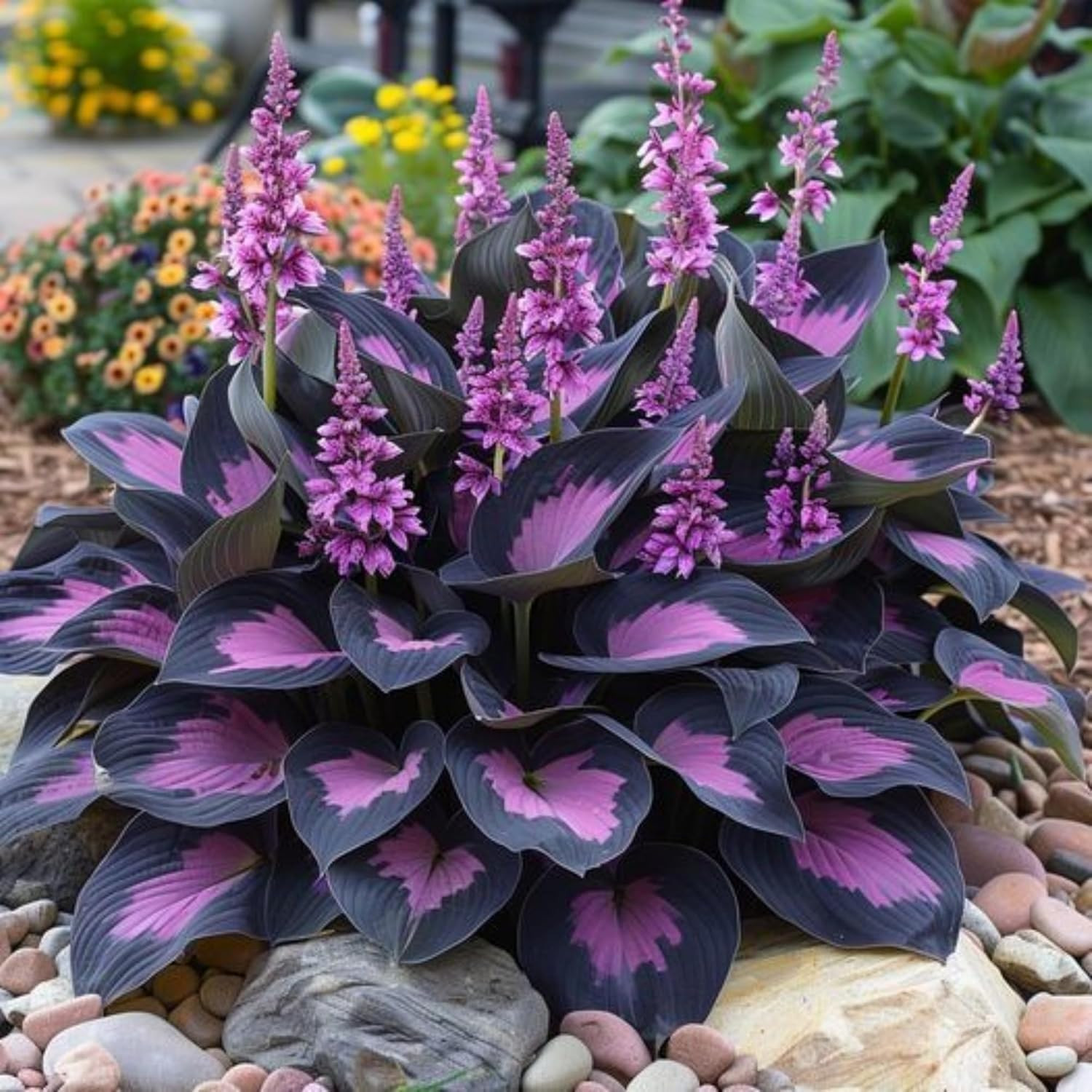 200+ Hosta Seeds Perennial Hosta Seeds for Planting Outdoor Garden Attract Po…