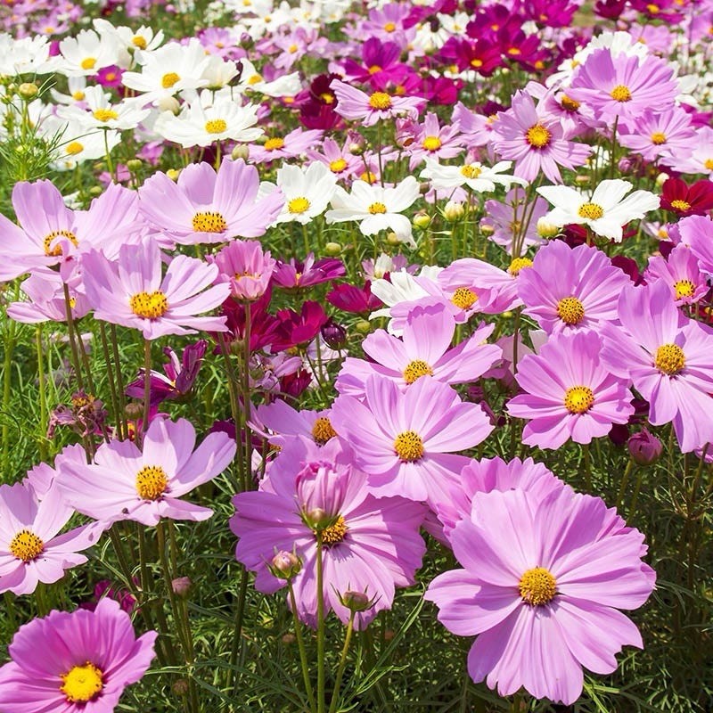 200 Cosmos Seeds (Cosmos Bipinnatus Sensation Mix) Flower Seeds Free Shipping