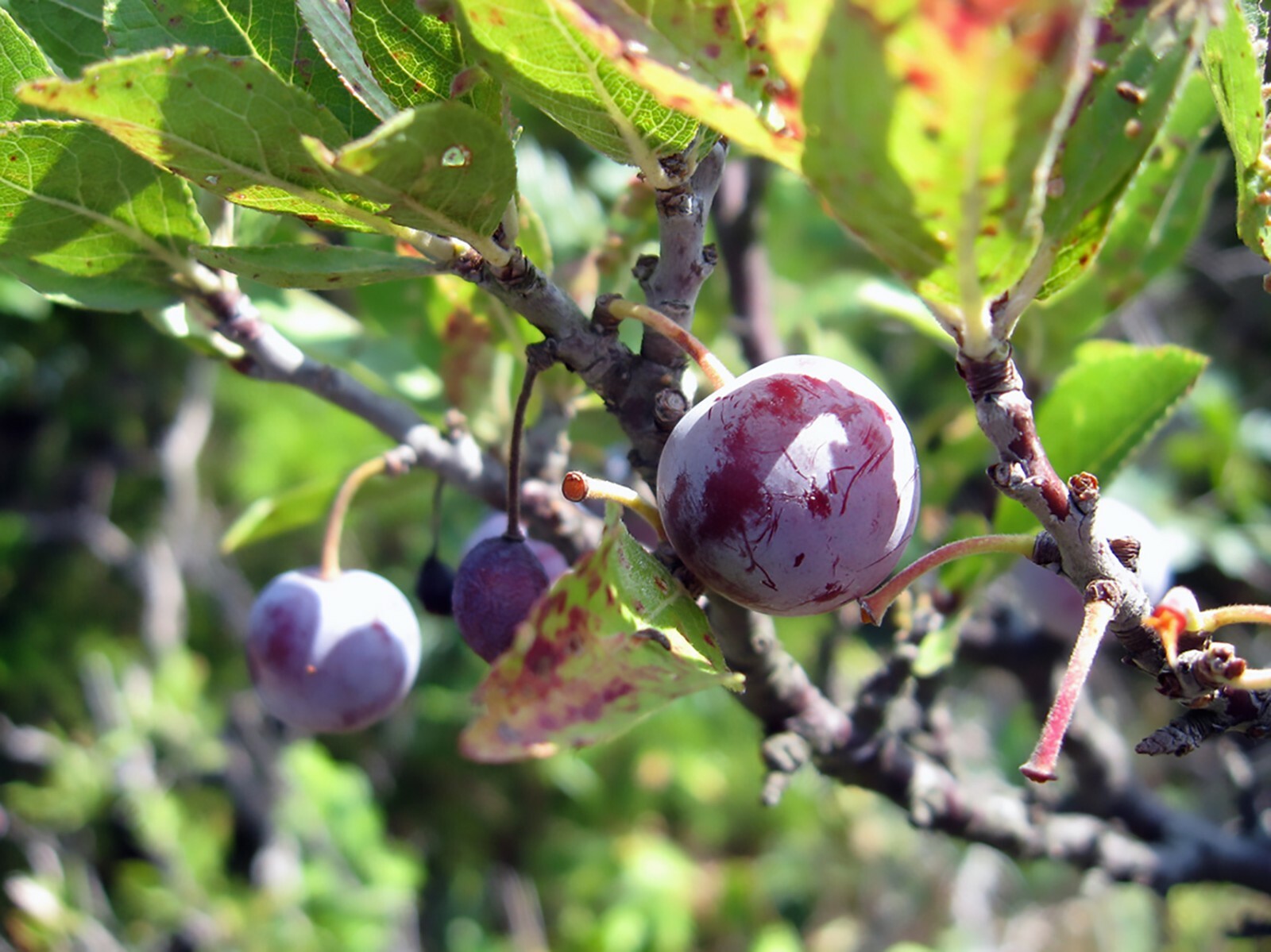 Beach Plum, Prunus maritima, Shrub Seeds
